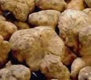 Truffe_blanche