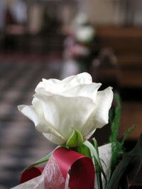 Roseblanche