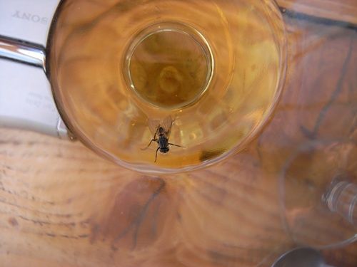 Alpes_mouche_dans_liquoreux_2